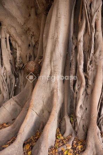 Textured Tree Roots