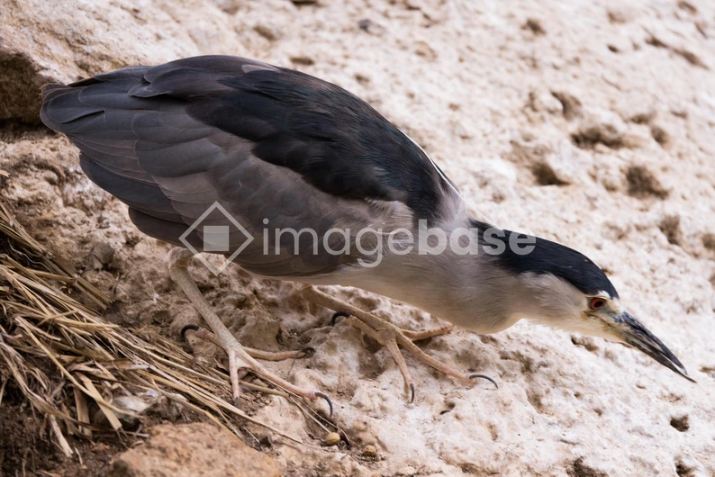 Heron on Rocky Terrain