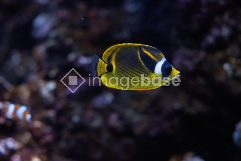 Tropical Fish in Coral Reef