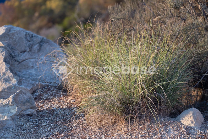 Desert Vegetation