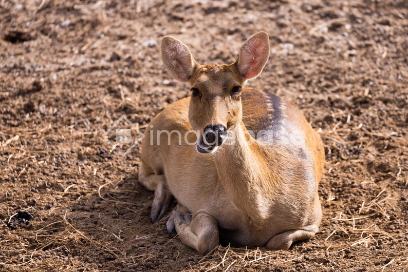 Resting Deer