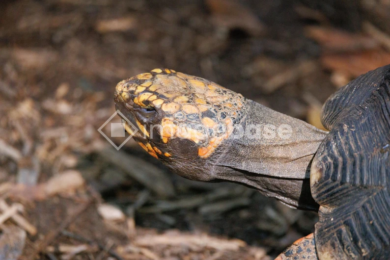 Close-up of a Tortoise