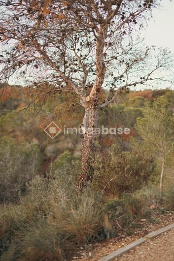 Serene Tree in Natural Setting