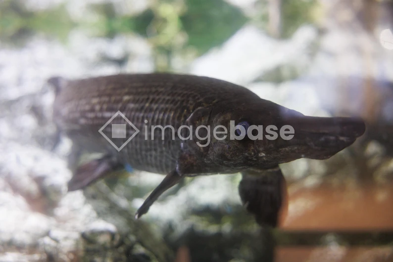 Alligator Gar in Aquarium