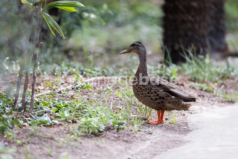 Duck in Natural Habitat