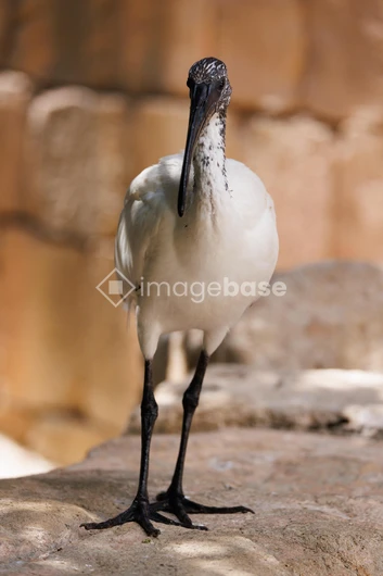 Elegant Bird in Natural Habitat