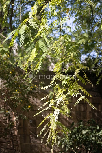 Sunlit Fern Foliage