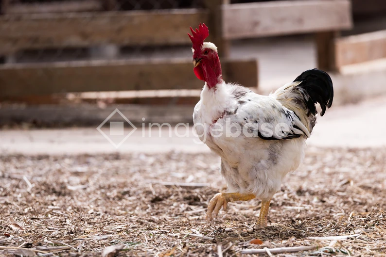 Farmyard Rooster