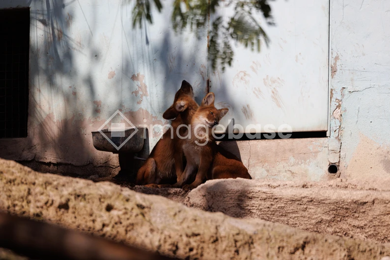 Resting Foxes