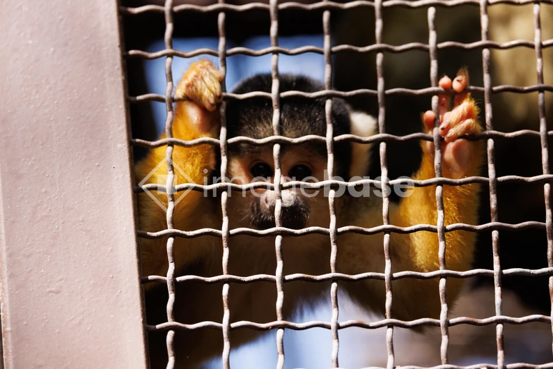 Monkey Behind Bars