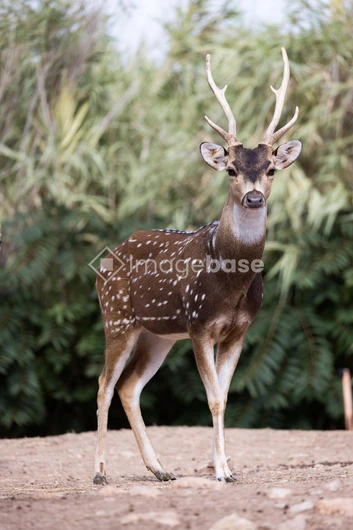 Majestic Spotted Deer in Natural Habitat