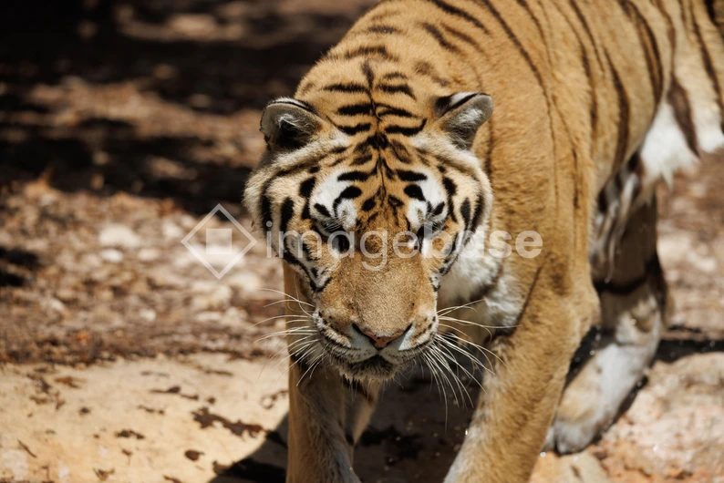 Majestic Tiger in the Wild