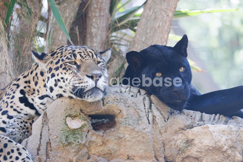 Resting Jaguars