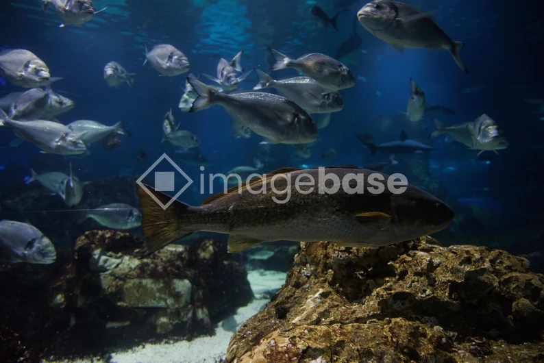 Underwater Marine Life
