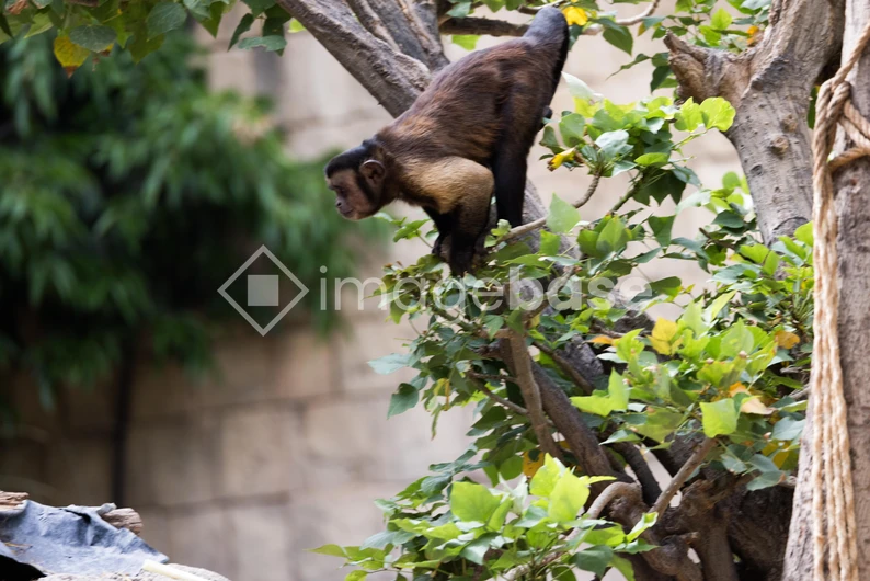 Monkey in a Tree