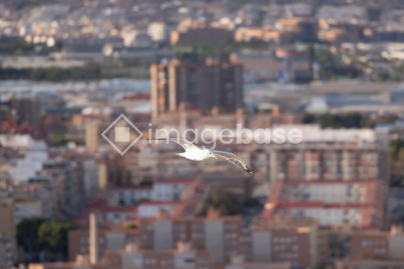 Seagull Over Urban Landscape