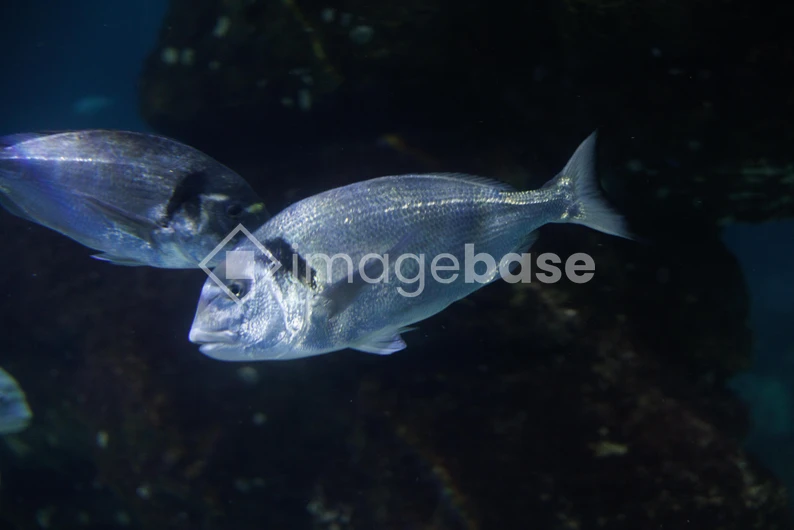 Underwater Fish