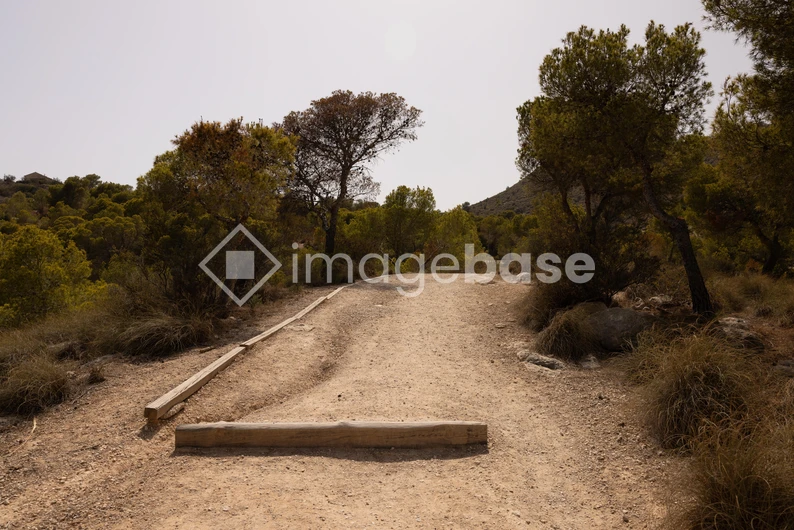 Serene Pathway in Nature