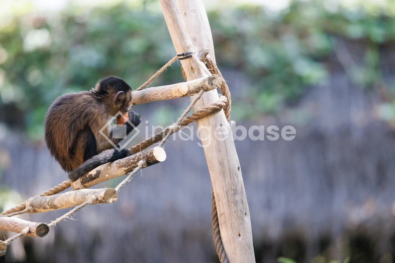Monkey on a Wooden Structure
