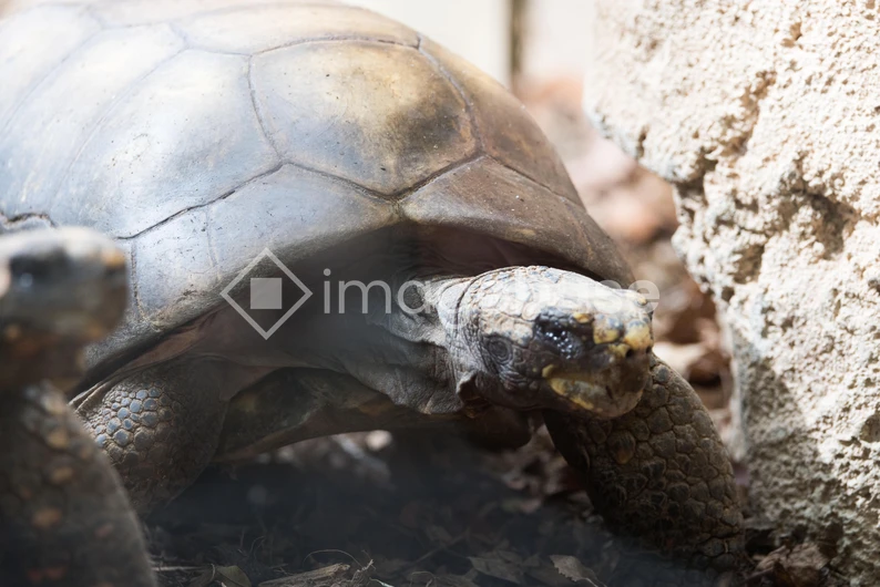 Tortoise in its Natural Habitat