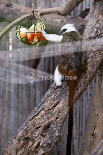 Tamarin Enjoying a Snack