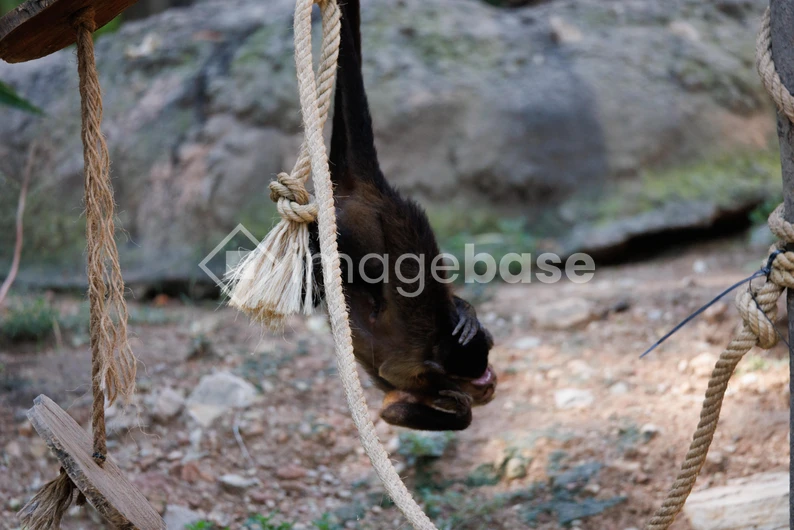 Monkey Hanging on Rope