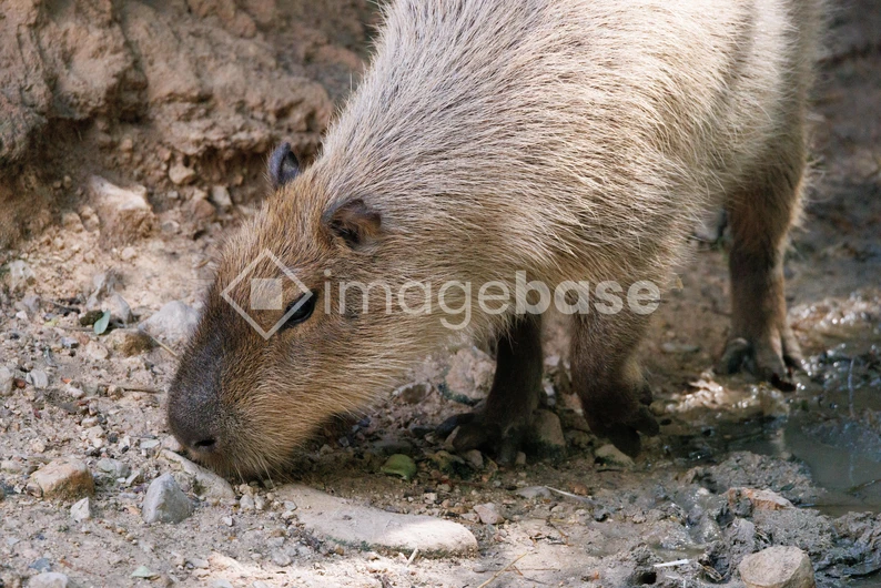Capybara in Natural Habitat