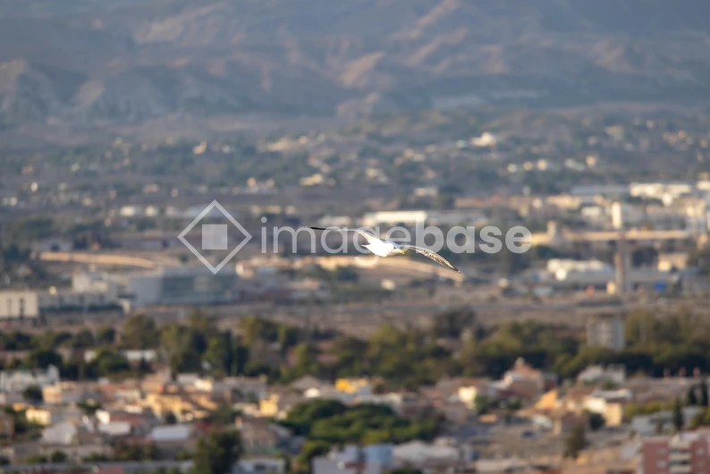 Flying Bird Over Cityscape