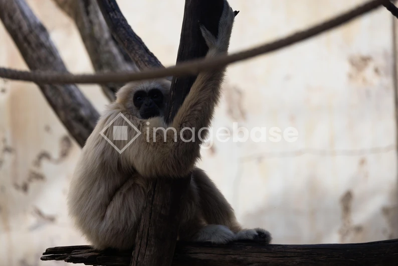 Gibbon in Habitat