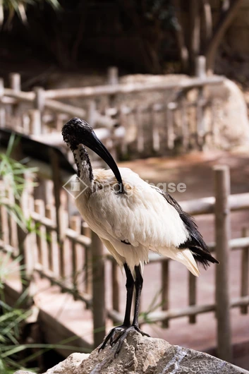 Ibis by the Pond