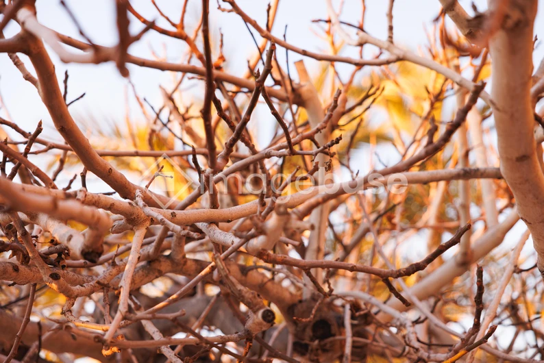 Sunlit Branches