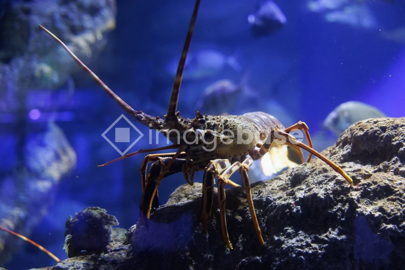 Lobster in Aquarium