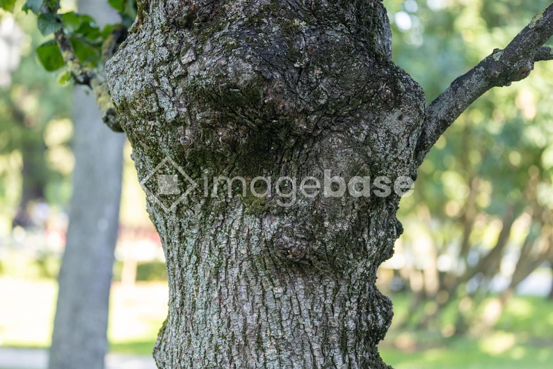Detailed Tree Bark Texture