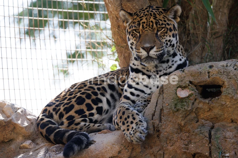 Resting Jaguar