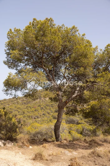 Scenic Tree in Nature
