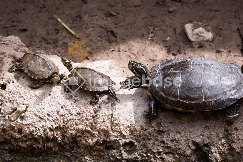 Turtles on a Log