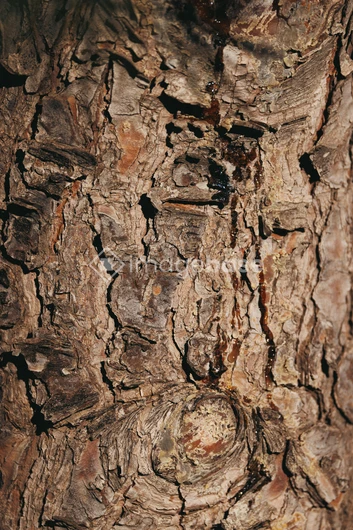 Textured Tree Bark
