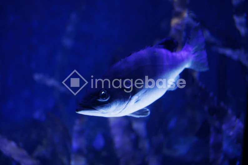 Underwater Fish in Aquarium