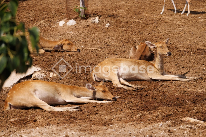 Resting Deer