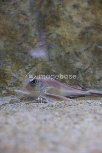 Fish on Sandy Seabed
