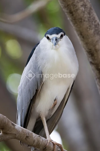 Portrait of a Black-Crowned Night Heron