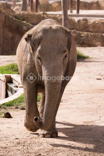 Majestic Elephant Stroll