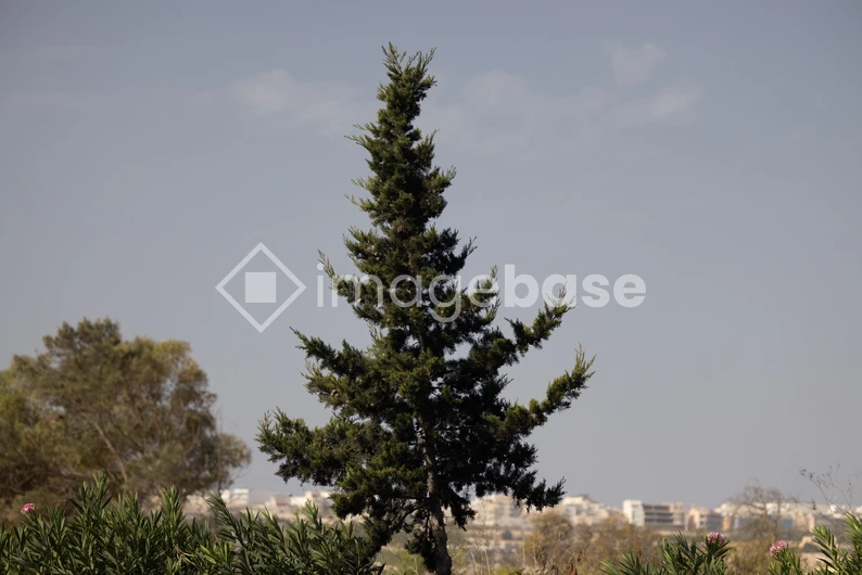 Lone Tree with Cityscape