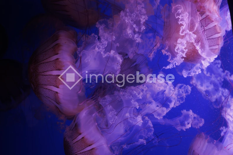 Ethereal Jellyfish Dance