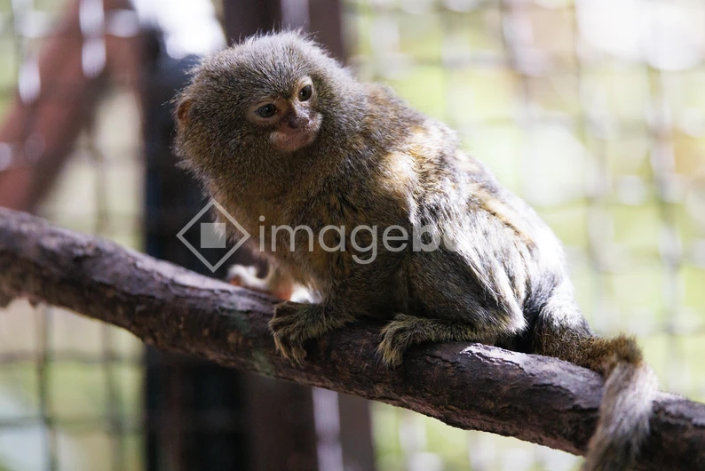 Pygmy Marmoset on a Tree Branch