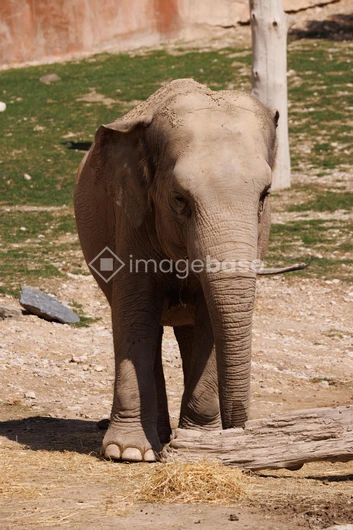Elephant in Natural Habitat