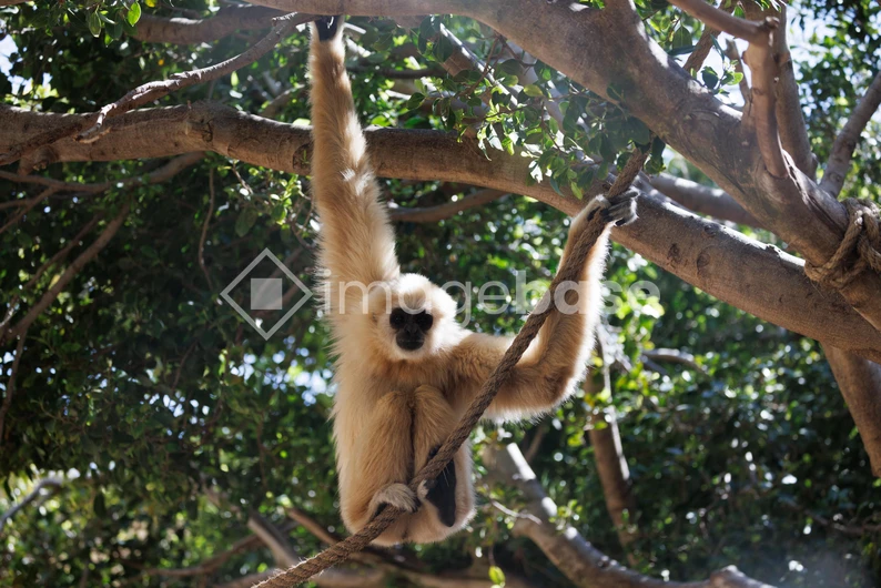 Gibbon in a Sunlit Forest