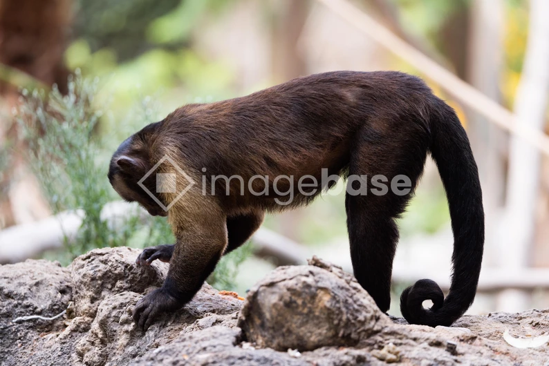Monkey in Natural Habitat