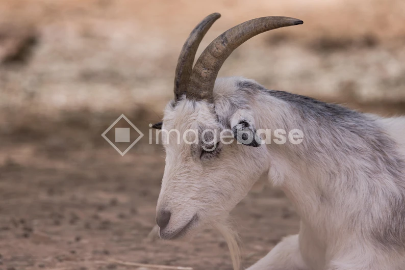 Resting Goat