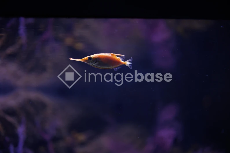 Underwater Elegance